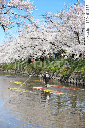 桜 岩倉市 桜まつり 五条川 愛知県 桜 岩倉市 桜まつり 五条川 愛知県 129461355