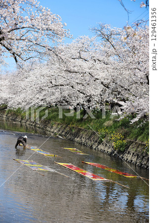 桜 岩倉市 桜まつり 五条川 愛知県 桜 岩倉市 桜まつり 五条川 愛知県 129461356