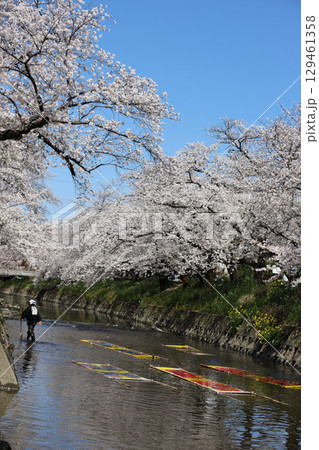 桜 岩倉市 桜まつり 五条川 愛知県 桜 岩倉市 桜まつり 五条川 愛知県 129461358