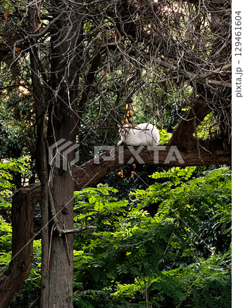 White cat sitting on a tree branch behind lush green foliage, stray pets walking, lost cats, pet adoption 129461604