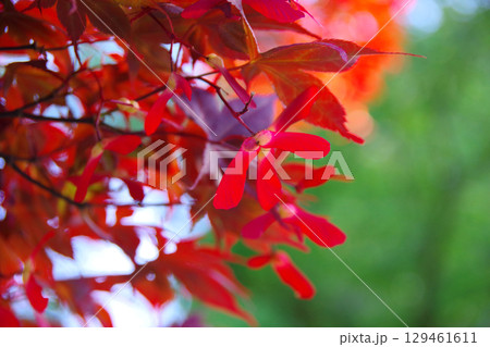 モミジの種子 129461611