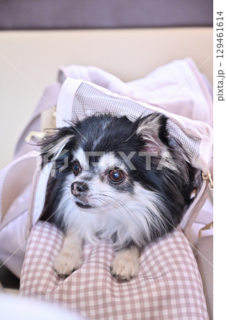 犬用バッグに入る愛犬　ロングコートチワワ 129461614