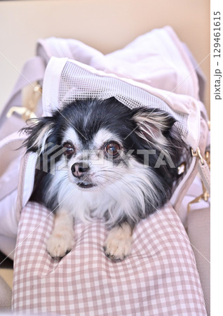犬用バッグに入る愛犬 ロングコートチワワ 犬用バッグに入る愛犬 ロングコートチワワ 129461615