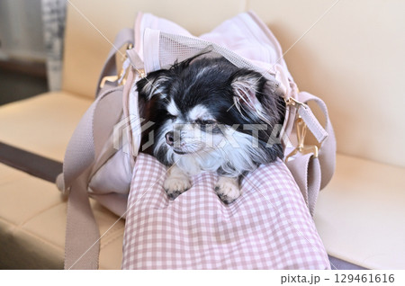 犬用バッグに入る愛犬　ロングコートチワワ 129461616