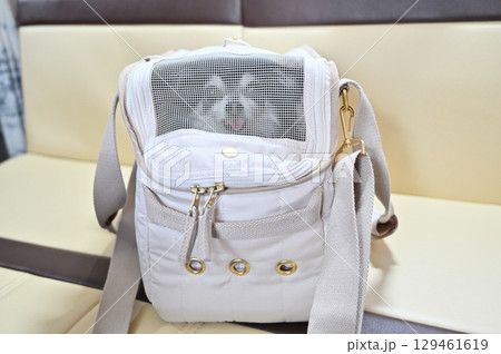 犬用バッグに入る愛犬 ロングコートチワワ 犬用バッグに入る愛犬 ロングコートチワワ 129461619