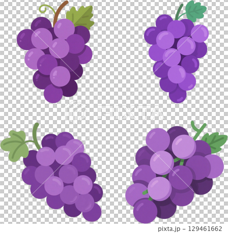 可愛いブドウのイラスト 129461662