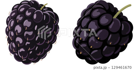 可愛いブラックベリーのイラスト 129461670