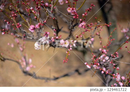 春の訪れを告げる梅 129461722