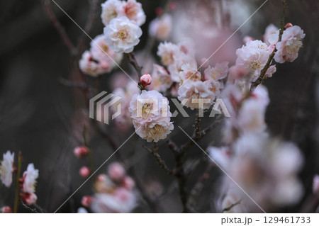 朝日を受ける梅の花 朝日を受ける梅の花 129461733