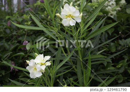Variety of plants and flowers at flower market 129461790