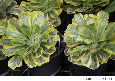 Variety of plants and flowers at flower market Variety of plants and flowers at flower market 129461814