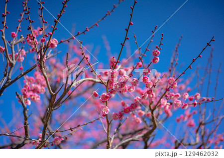 青空に咲く梅 129462032