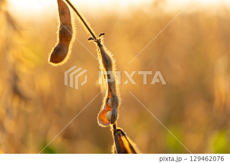 Delicate soybeans hang from a fuzzy stem, illuminated by soft sunlight, highlighting their intricate textures and shapes in a field 129462076