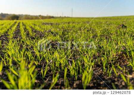 Bright green seedlings sprout from rich soil in a wide field under a clear blue sky on a sunny spring afternoon, signaling new growth Bright green seedlings sprout from rich soil in a wide field under a clear blue sky on a sunny spring afternoon, signaling new growth 129462078