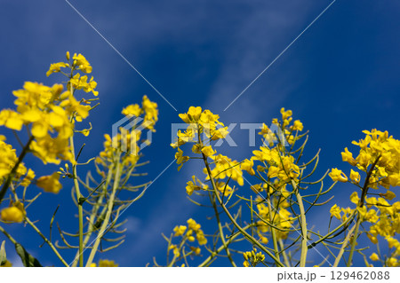 Vibrant yellow flowers stand tall against a backdrop of a bright blue sky, showcasing the beauty of spring in full bloom 129462088