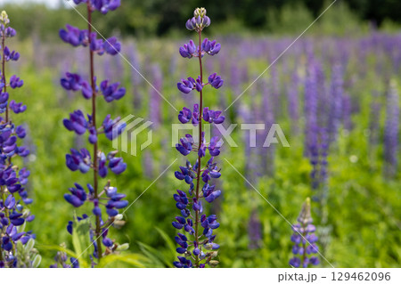 Colorful lupines flourish in a lush green field under bright daylight, creating a stunning display of purple flowers in spring 129462096