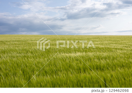 Expansive wheat field glows green against a backdrop of rolling clouds, capturing the beauty of late afternoon light and nature's bounty 129462098