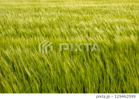 A lush wheat field covers the landscape, swaying with the breeze as sunlight bathes the crops, creating a serene atmosphere in summer A lush wheat field covers the landscape, swaying with the breeze as sunlight bathes the crops, creating a serene atmosphere in summer 129462099