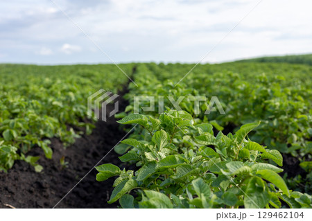 Rows of lush green potato plants stretch across a fertile field, showcasing healthy growth under an expansive sky in springtime 129462104