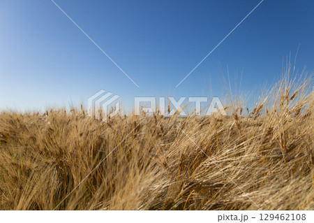 Wheat field stretches across the landscape, dancing lightly in the breeze beneath a vibrant blue sky, capturing the essence of summer 129462108