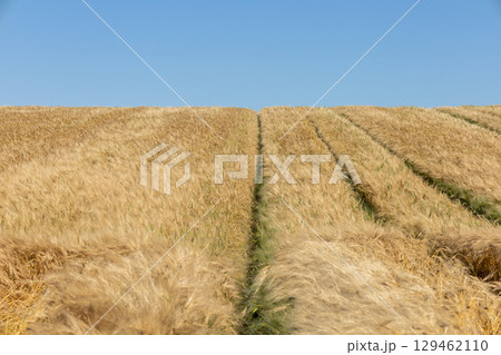 Golden waves of ripe wheat sway gently under the sun in a vast field, showcasing the beauty of the harvest season against a bright sky 129462110