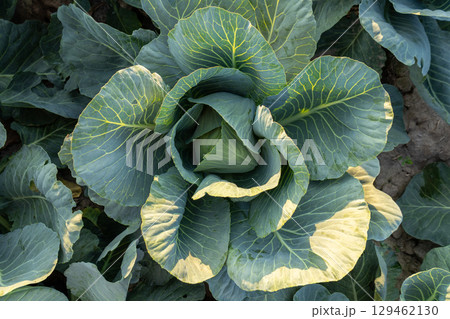Cabbage plant thrives in a well-tended field, displaying vibrant leaves catching sunlight and showcasing its natural beauty Cabbage plant thrives in a well-tended field, displaying vibrant leaves catching sunlight and showcasing its natural beauty 129462130