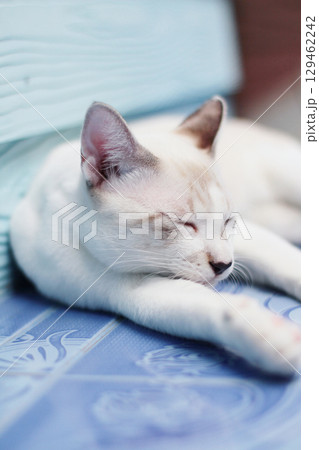 Kitten White cat sleeping on the floor with sunlight 129462242