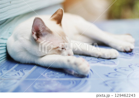 Kitten White cat sleeping on the floor with sunlight 129462243