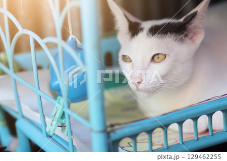 Kitten White cat sitting and enjoy on Blue basket with sunlight 129462255