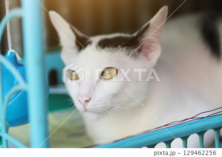 Kitten White cat sitting and enjoy on Blue basket with sunlight 129462256