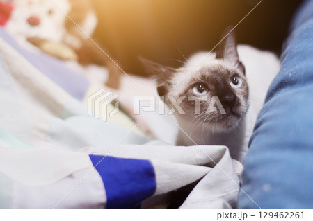 Siamese cat sitting and enjoy on colorful Cushions Siamese cat sitting and enjoy on colorful Cushions 129462261