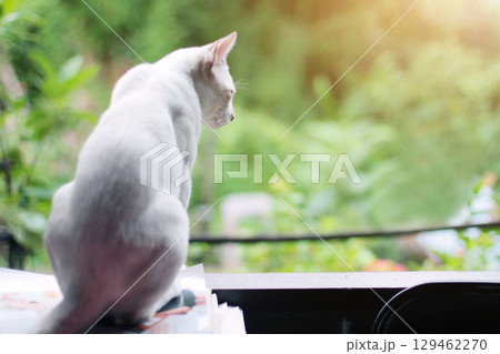 Kitten White cat sitting and enjoy on the window with sunlight and nature Kitten White cat sitting and enjoy on the window with sunlight and nature 129462270