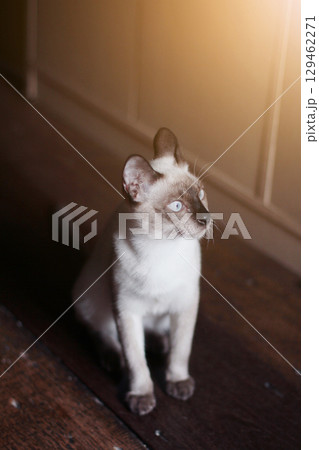 Siamese Cat sitting on the floor with sunlight. Siamese Cat sitting on the floor with sunlight. 129462271