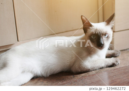 Siamese Cat sitting on the floor with sunlight. Siamese Cat sitting on the floor with sunlight. 129462272