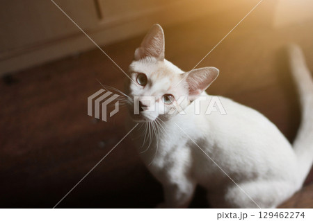 Kitten White cat sitting and enjoy on wood floor with sunlight Kitten White cat sitting and enjoy on wood floor with sunlight 129462274