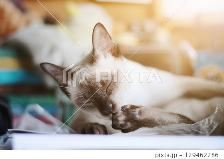Siamese Cat relax and sleeping on the table near window with sunlight. 129462286