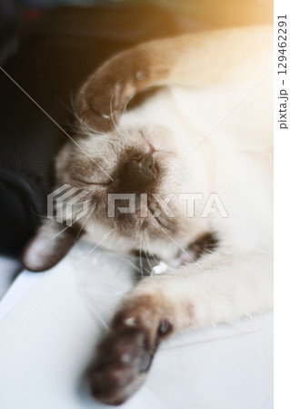 Siamese Cat relax and sleeping on the table near window with sunlight. 129462291