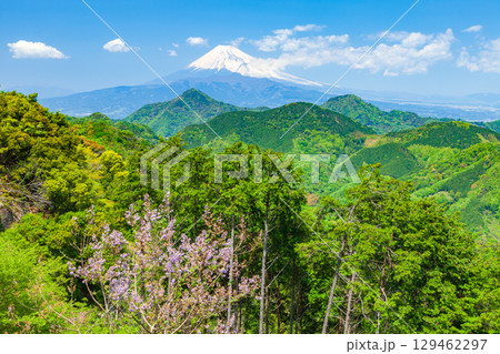 葛城山から眺める富士山 静岡県伊豆の国市にて 葛城山から眺める富士山 静岡県伊豆の国市にて 129462297