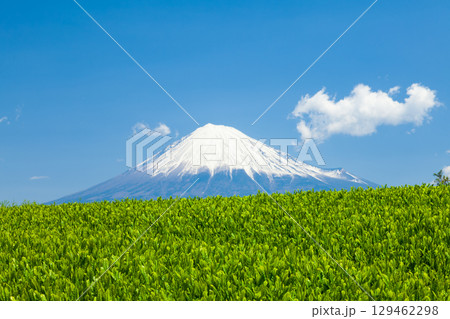富士山と茶畑 静岡県富士市にて 富士山と茶畑 静岡県富士市にて 129462298