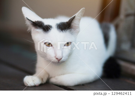 Kitten White cat sitting and enjoy on wood terrace with sunlight 129462411
