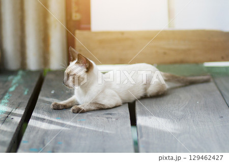 Kitten Siamesecat sitting and enjoy on wood terrace with sunlight Kitten Siamesecat sitting and enjoy on wood terrace with sunlight 129462427