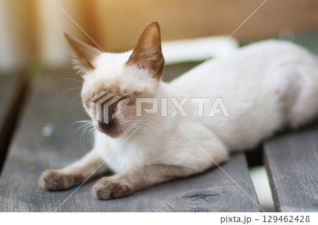 Kitten Siamesecat sitting and enjoy on wood terrace with sunlight Kitten Siamesecat sitting and enjoy on wood terrace with sunlight 129462428