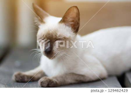 Kitten Siamesecat sitting and enjoy on wood terrace with sunlight Kitten Siamesecat sitting and enjoy on wood terrace with sunlight 129462429