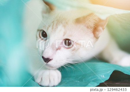 Siamcat playing in green clear plastic bag 129462433