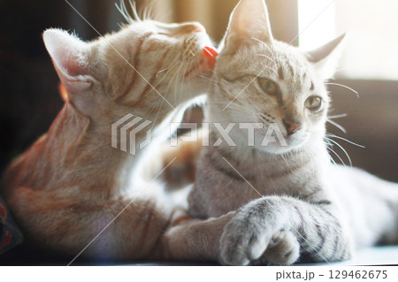 Cute orange cat and grey striped cat enjoy and sleeping on the table 129462675