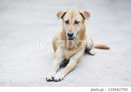 Brown dog relax and sitting in the garden Brown dog relax and sitting in the garden 129462700