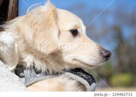 遠くを見つめる白い犬 129462731
