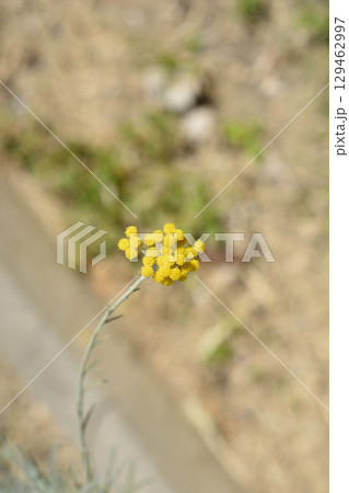 Italian everlasting flowers 129462997