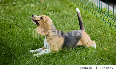 Beagle puppy playing with stick on grass with excited expression 129463625