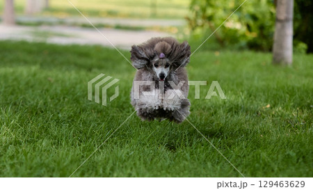 Poodle jumping high with energetic expression on green grass 129463629